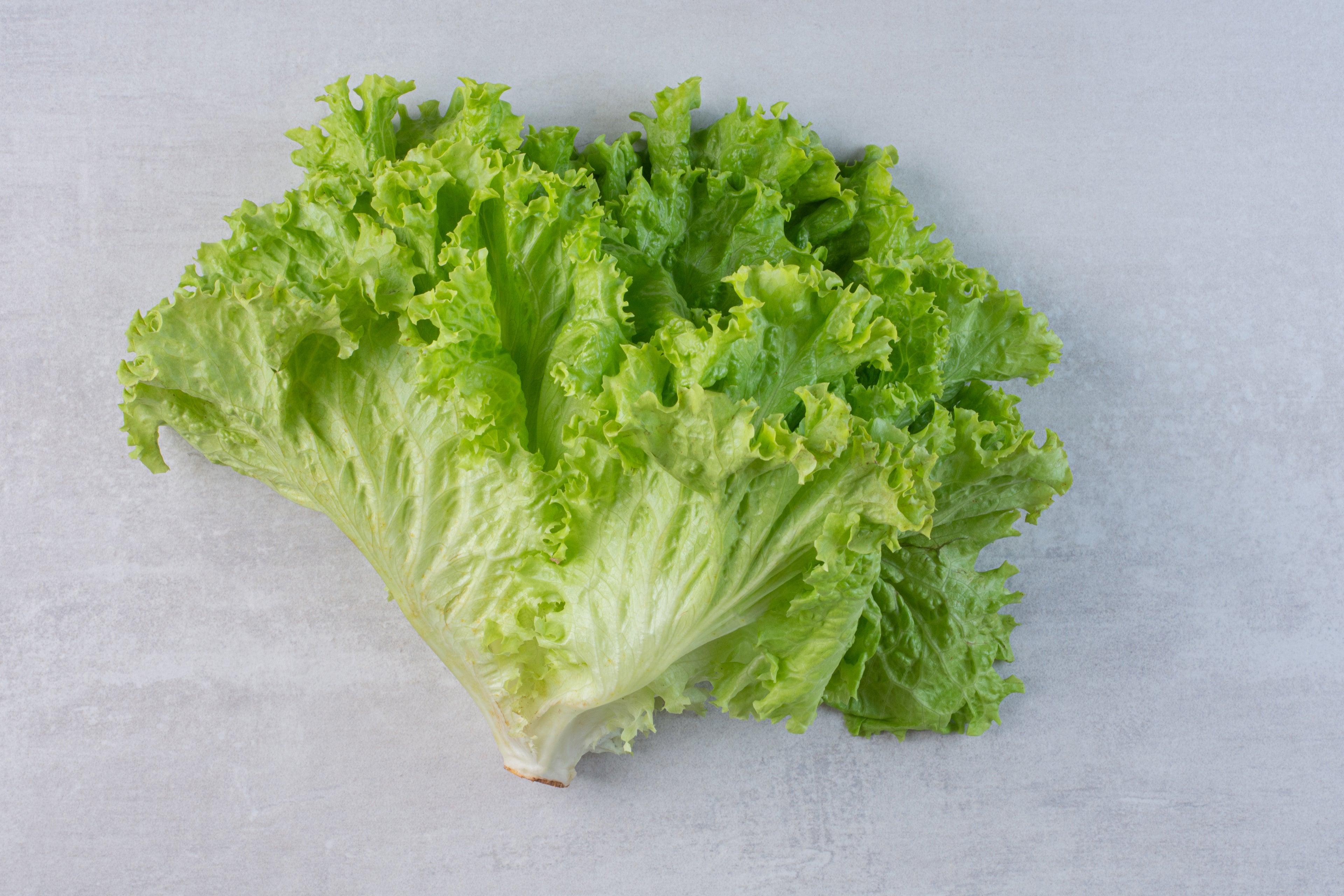 Iceberg Lettuce